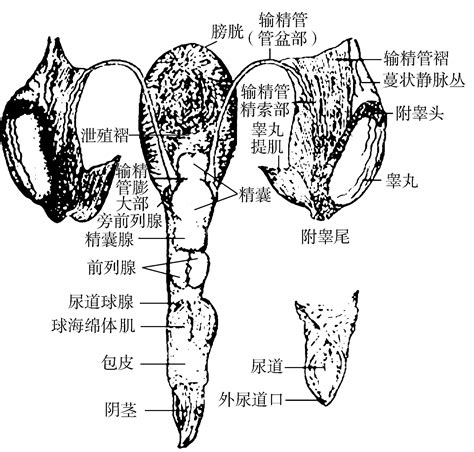 兔子 生殖器|(一)家兔的繁殖生理